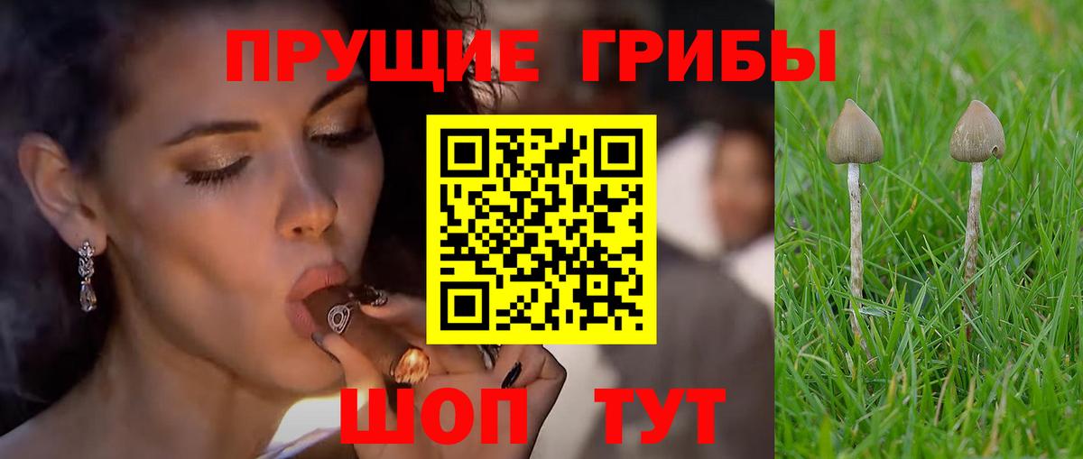 Псилоцибиновые грибы GOLDEN TEACHER Медногорск
